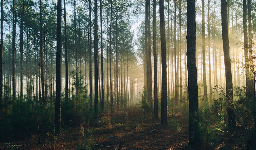 Wald - Baumspenden